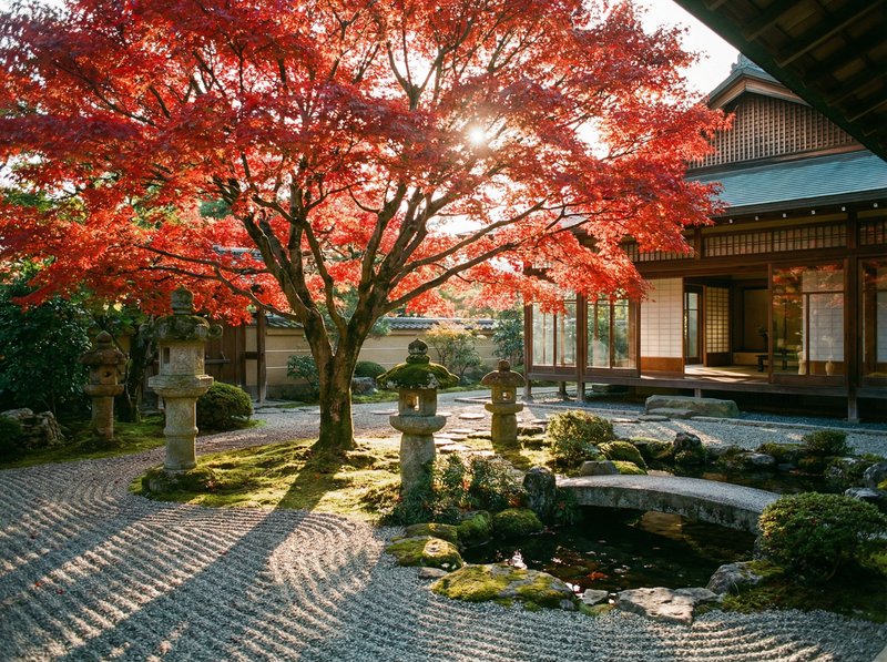 草莓视频老树视频：千年银杏